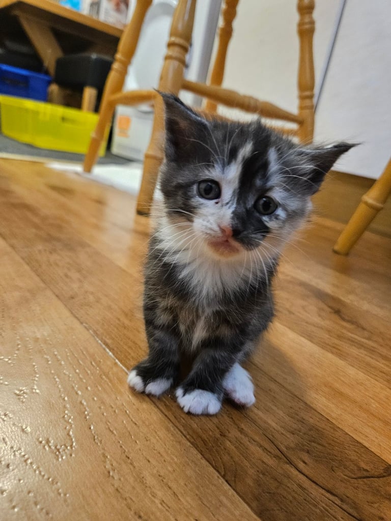Kittens For Sale - Maine Coon Mother 