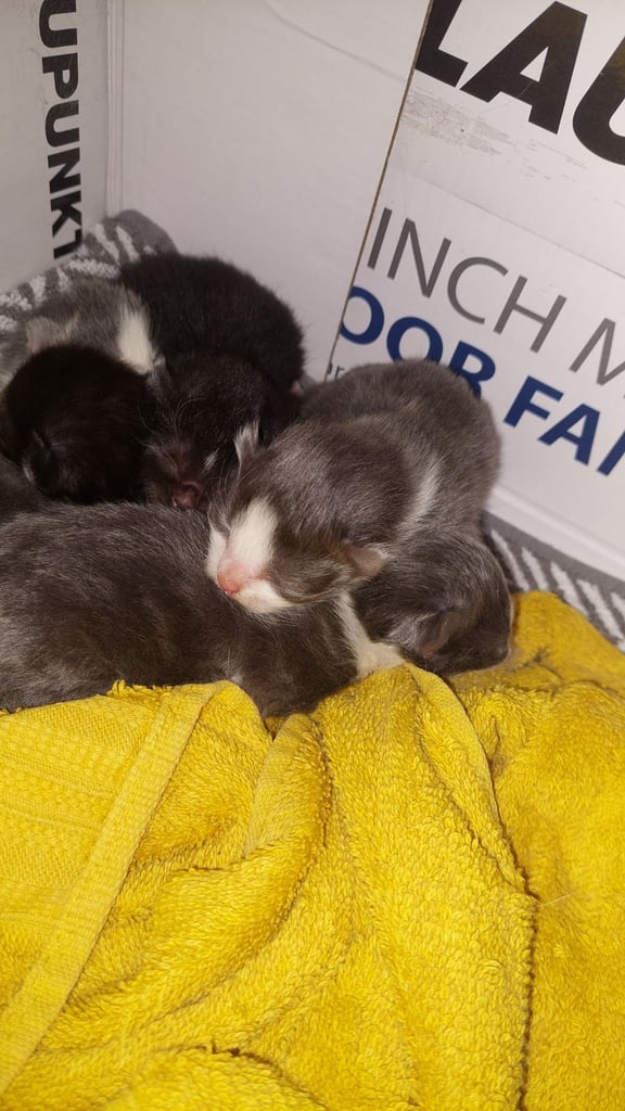 Beautiful Maine Coon x kittens
