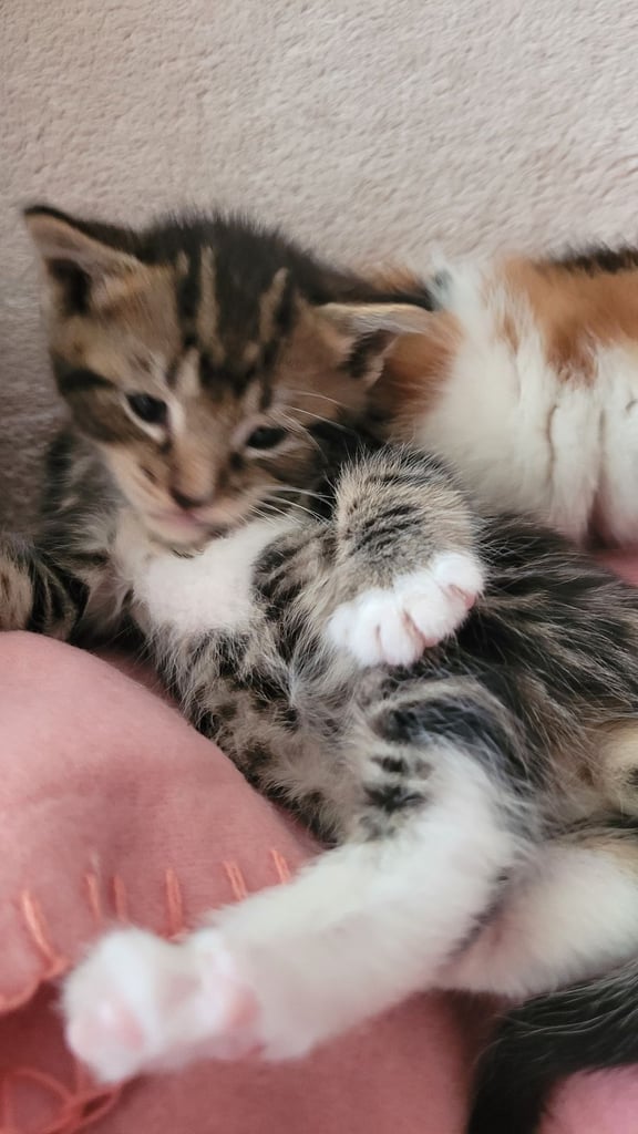 Beautiful ginger and taby are looking for their forever families 