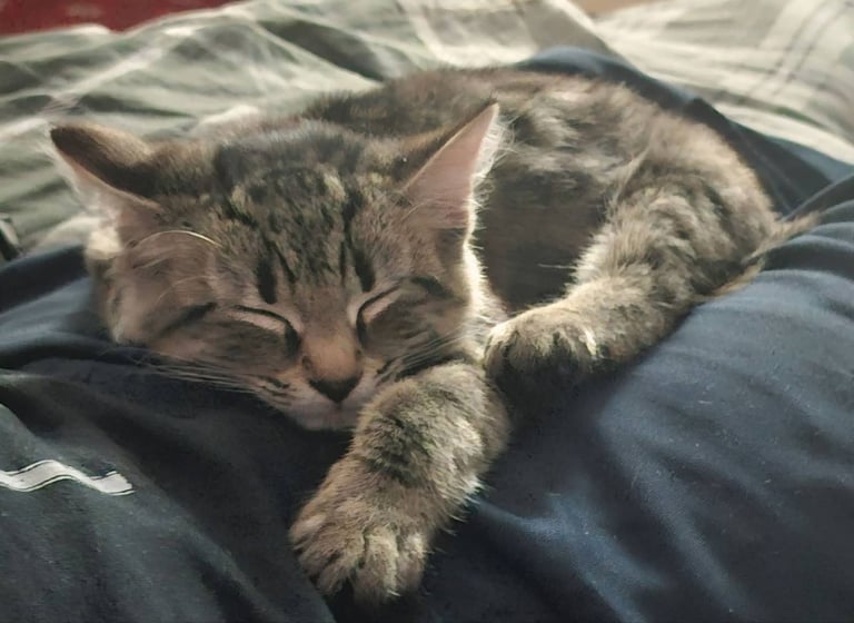 Kitten Leo - 5 Months 