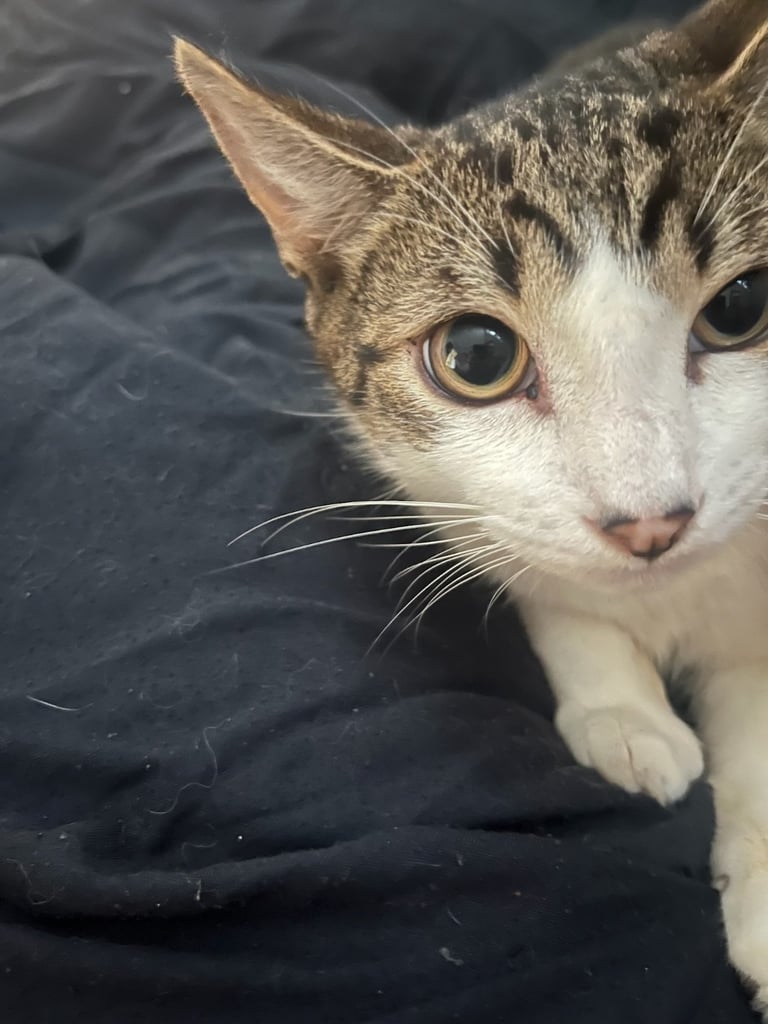 Tabby and white male cat  price negotiable