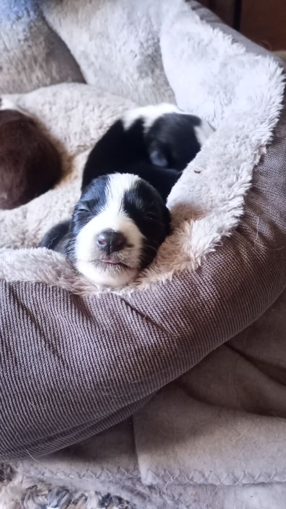 Collie puppies for sale 