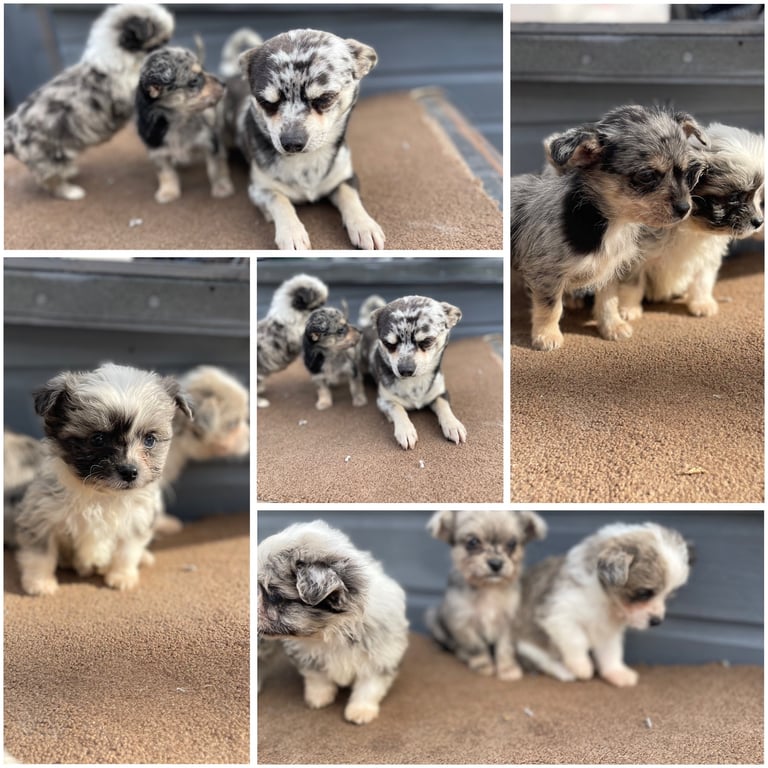 Chihuahua cross Yorkshire