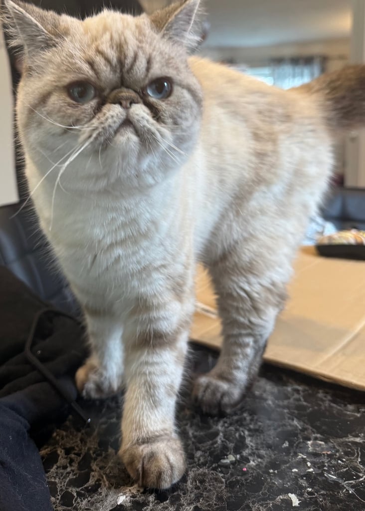 Lovely tabby colour point 