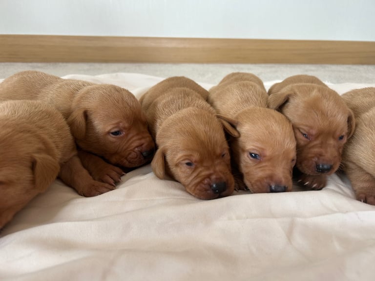 Fox red Labrador