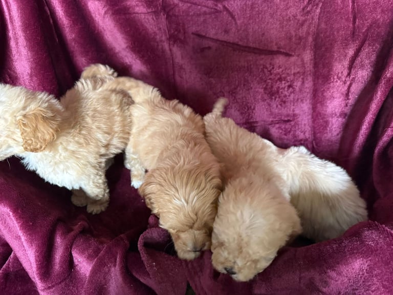 Cockerpoo puppies