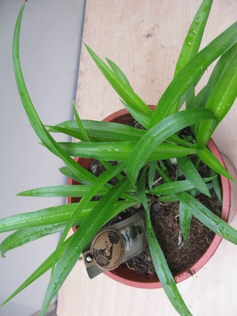Plant Dracaena Marginata or Madagascar dragon tree