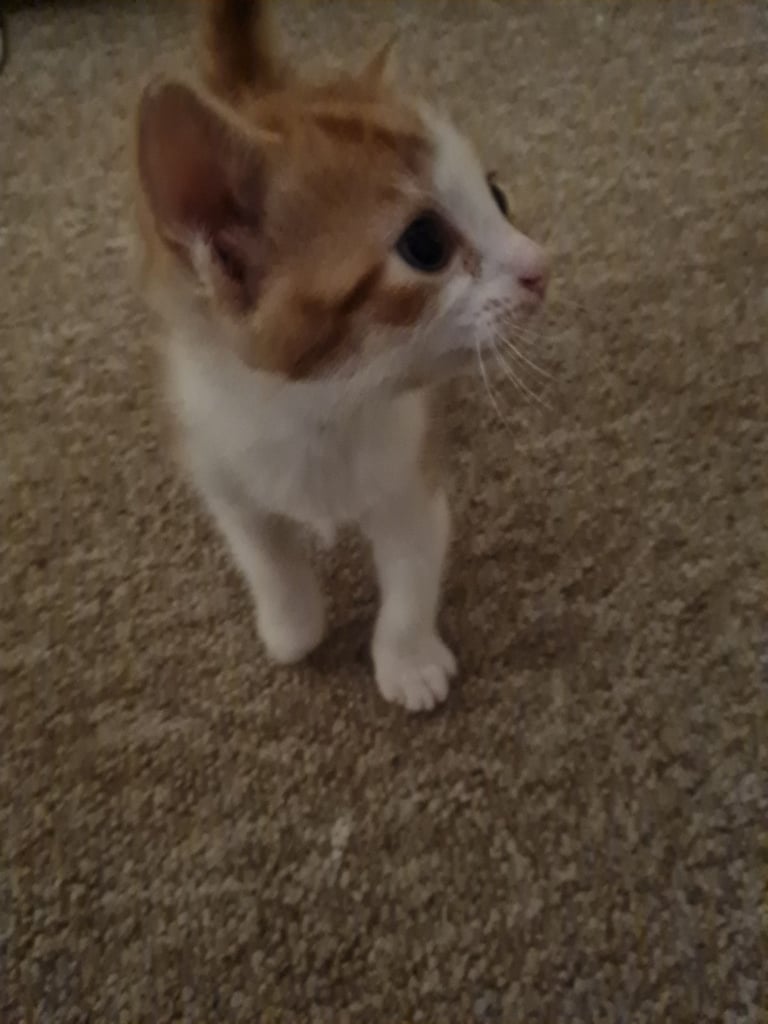 Cute kittens looking for their forever homes 