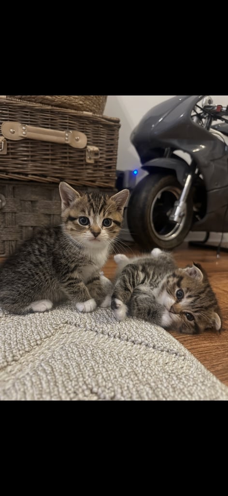 Kittens 