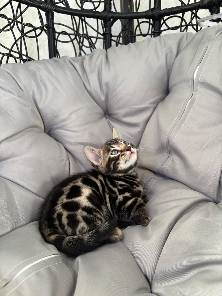 🐾Gorgeous Pure Bengals Ready Now🐾