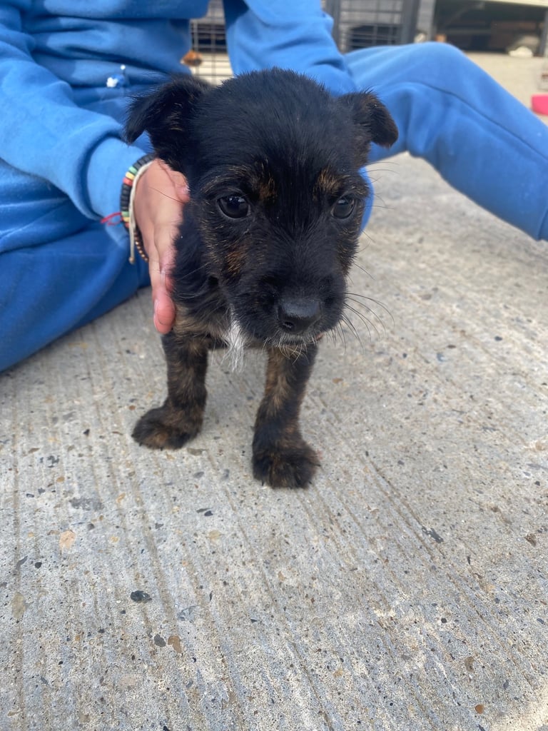 Jack Russell puppies 