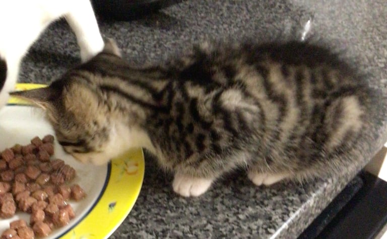 2 male kittens tabby ready for a new home 