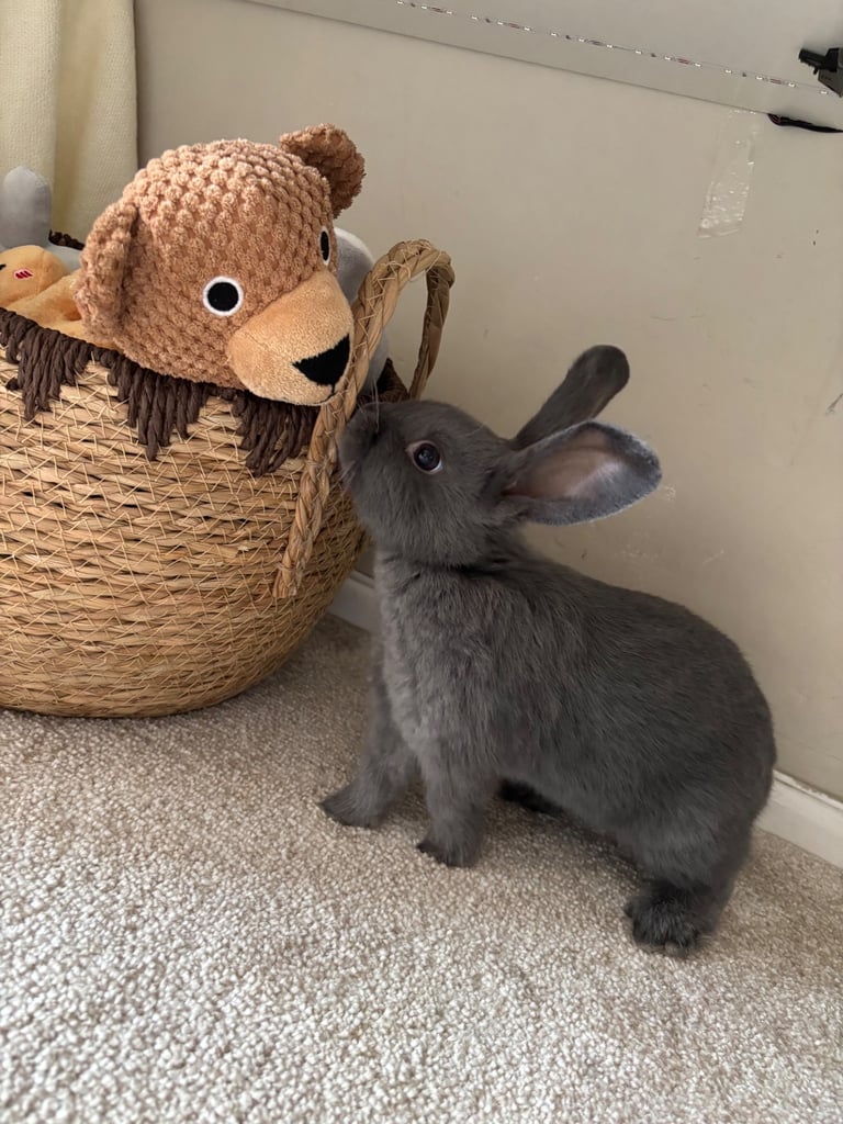 Two bonded female rabbits 