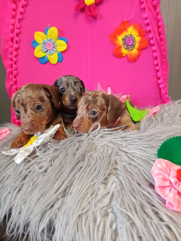 3 miniature duschund 🐶 puppies 