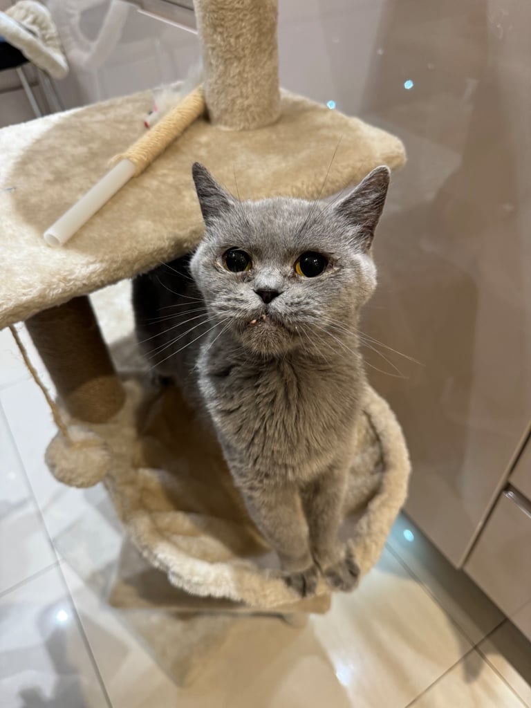British short hair kittens 