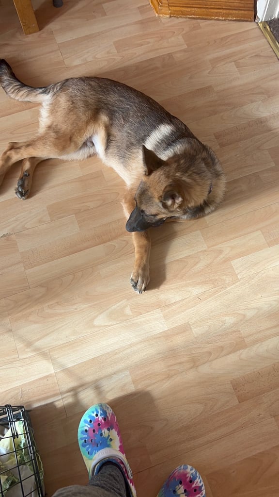 German Shepherd Male Dog 6 months Old 