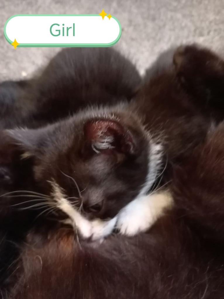 Black & White kitten