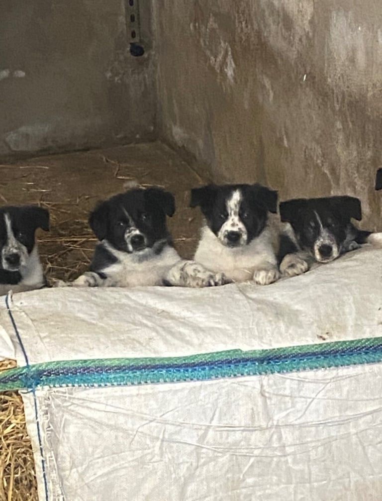 Pedigree Border Collie Pups for Sale - Champion Bloodlines 