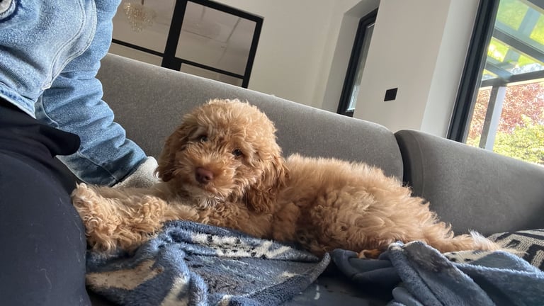 Cockapoo