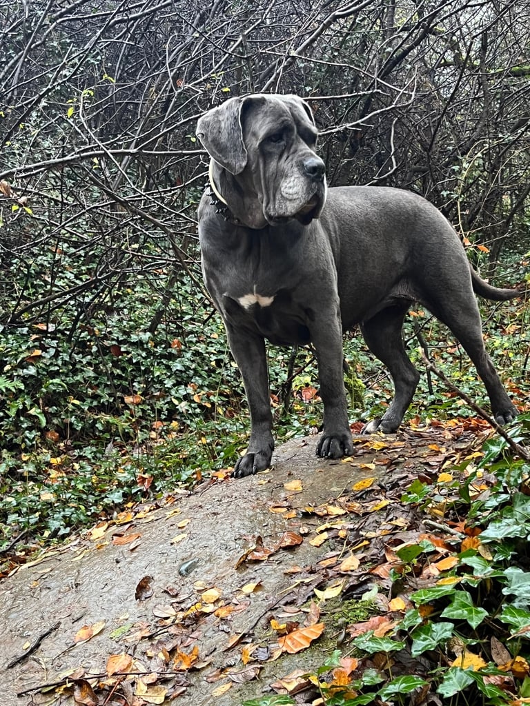 Cane Corso x belgian malinois 04/10/25 