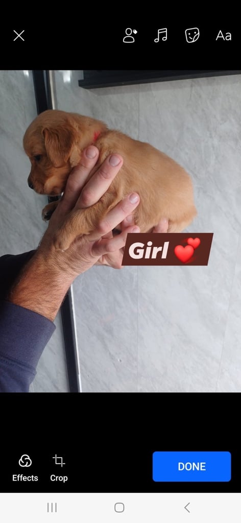 golden retriever READY TO LEAVE NOW