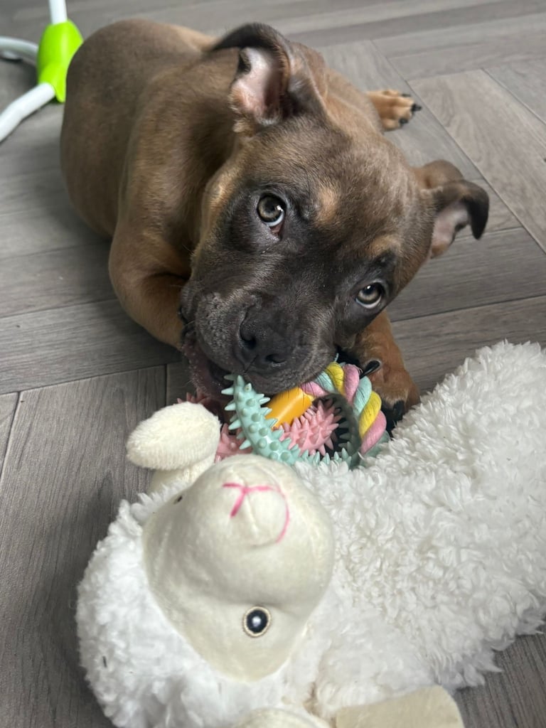 Pocket bully 16 weeks old 