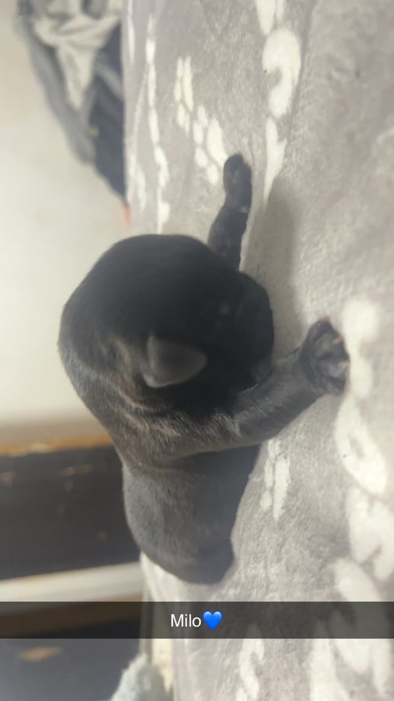 Lab x staffie pups 