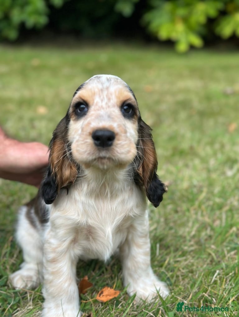 Blue Roan Cocker White Cocker Spaniel Puppies For Sale Blue Roan