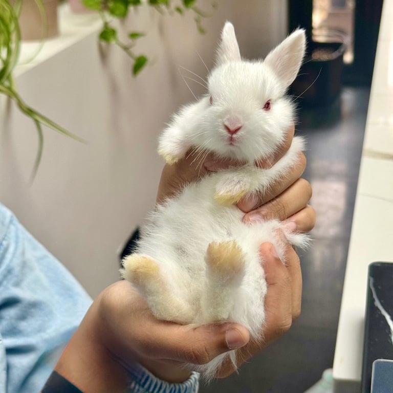 netherland dwarf bunnies
