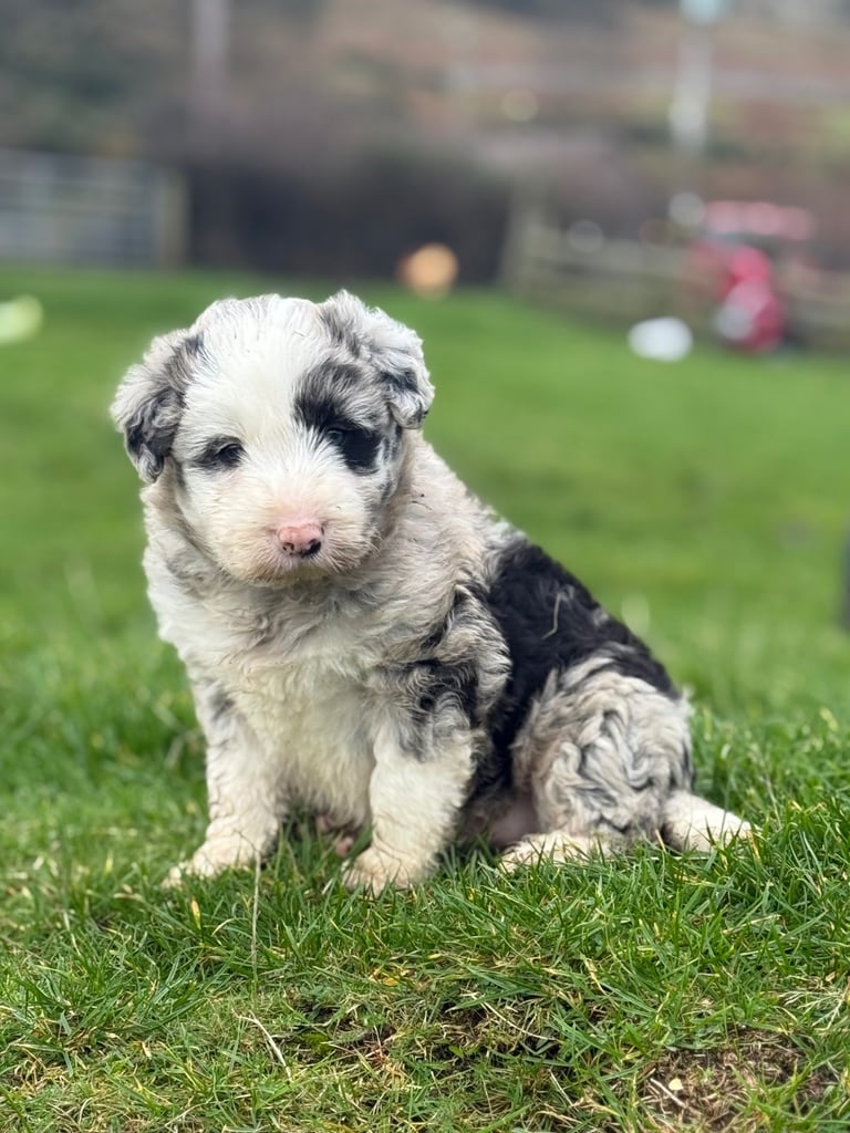 Bearded Collie pups