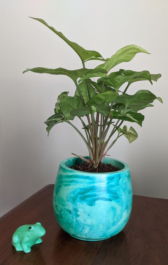 image for Plant Pot Houseplant, comes with its own FREE pet Frog 🤣🥰