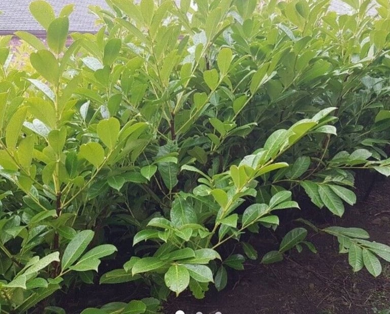 image for LAURELS FOR HEDGING SHRUBS