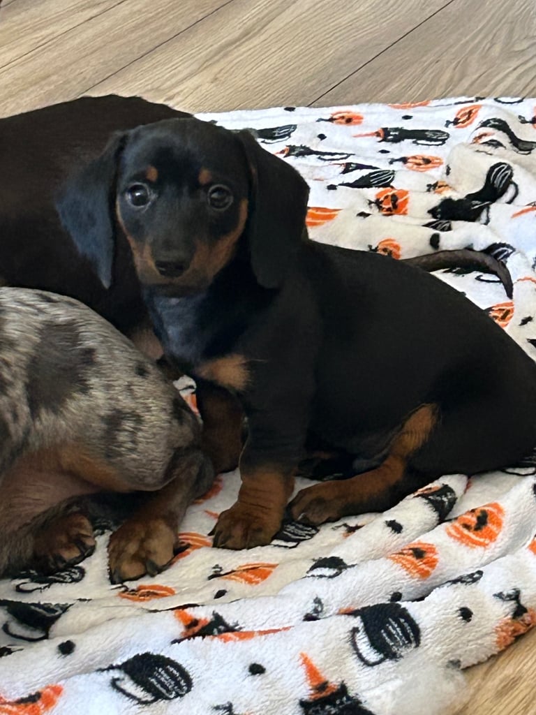 Black & tan Miniature dachshund 