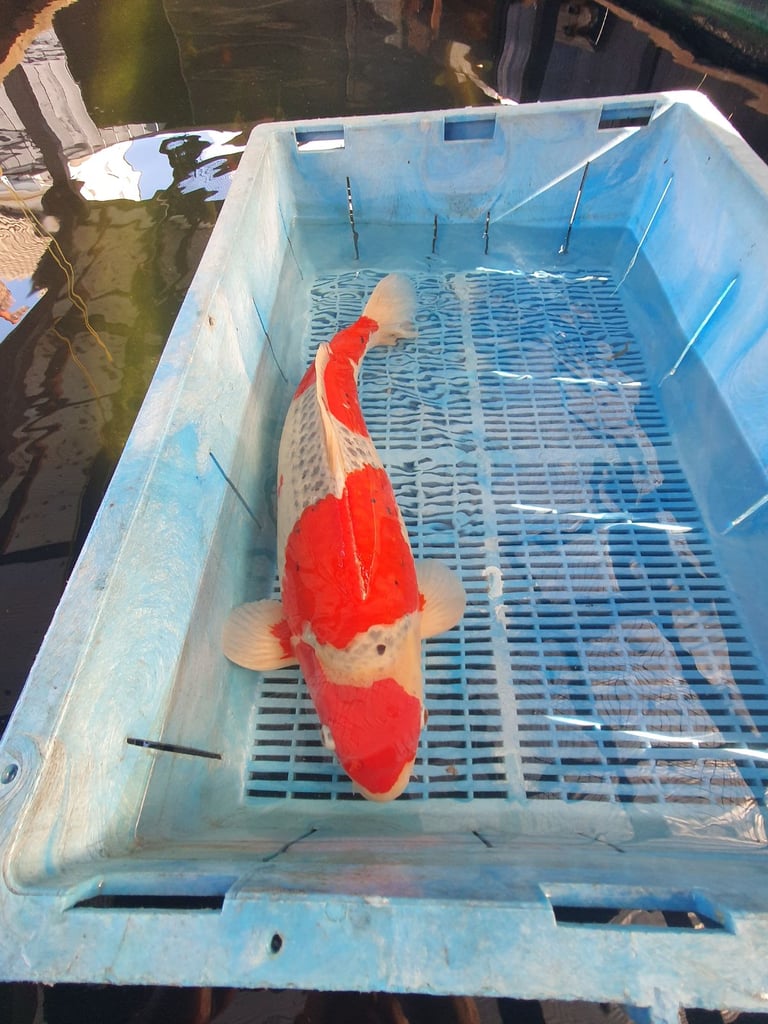 Koi carp for sale
