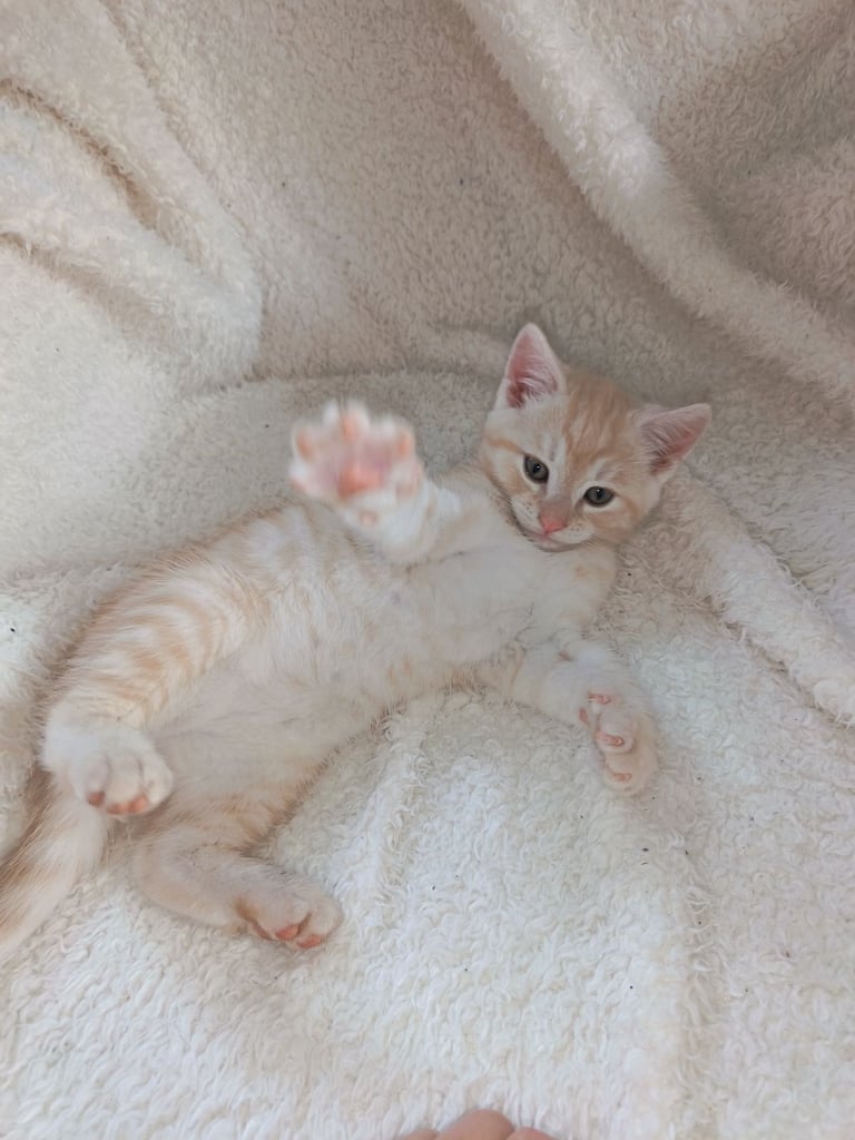 4 cuddly tabby and ginger kittens 