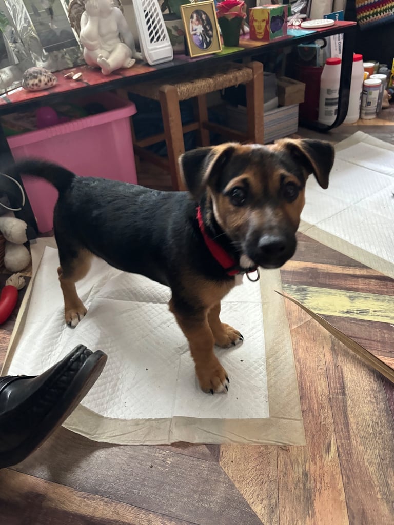 Male Jack Russell puppy 