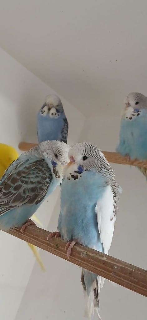 Baby Budgies and 7 mouth old Budgies