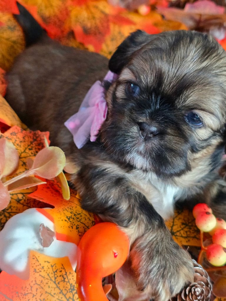 Shih tzu puppies 