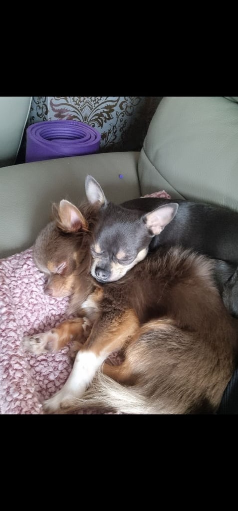 4yr old and  3 year old chihuahuas *MUST GO TOGETHER* 