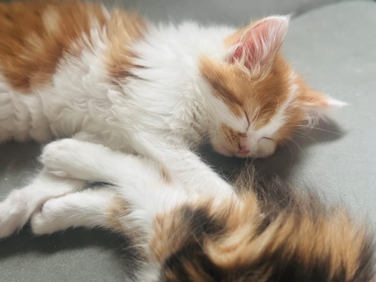 🐾 Adorable Maine Coon Mix Kittens – Ready for Their New Homes! 🐾