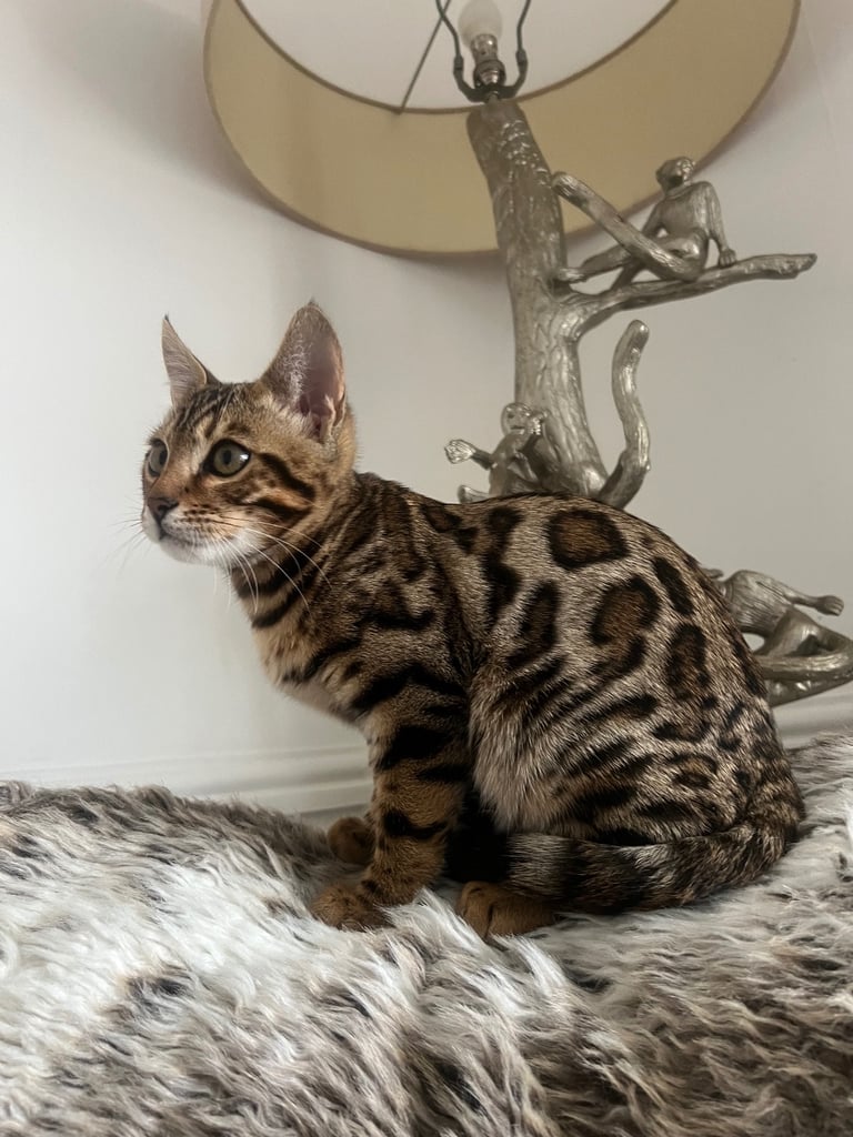 Bengal kittens 16 weeks 