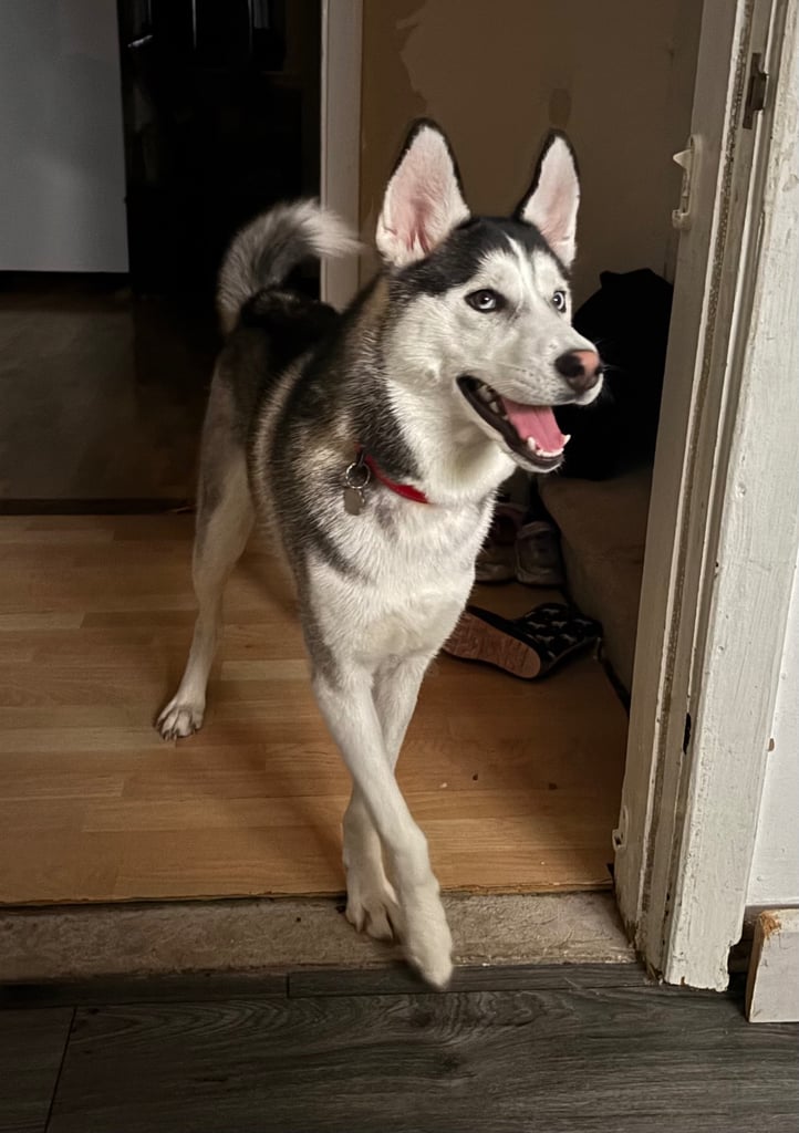 Male husky for sale 