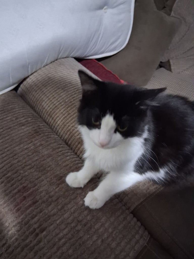 I have a min con cat need a new home 