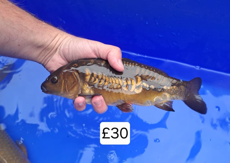 Koi for sale