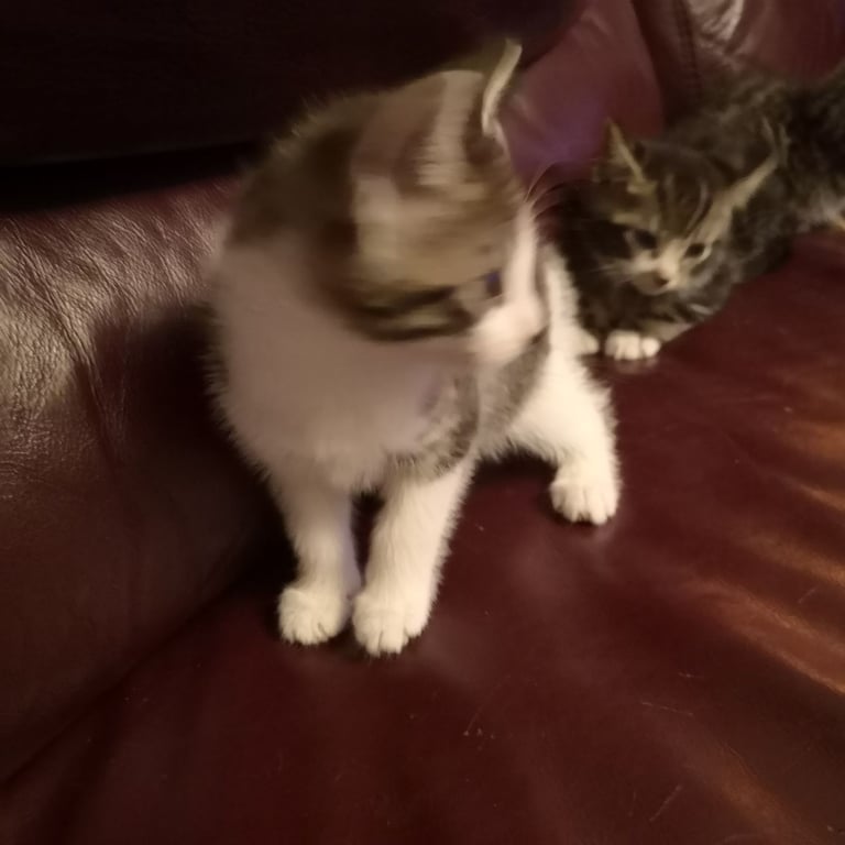 4 lovely kittens for sale 