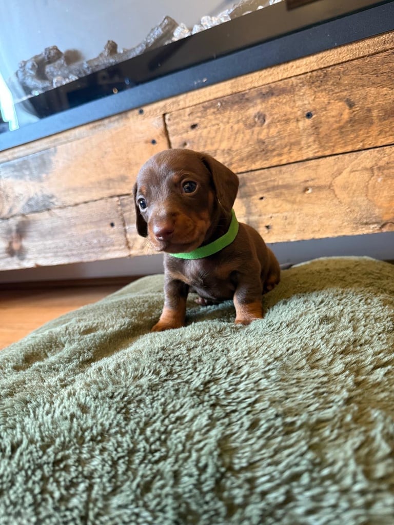 **Ready to leave now** 2 miniature dachshund boys