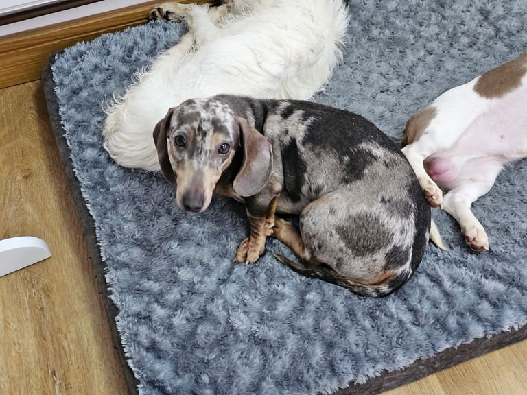 2 miniature dachshunds 