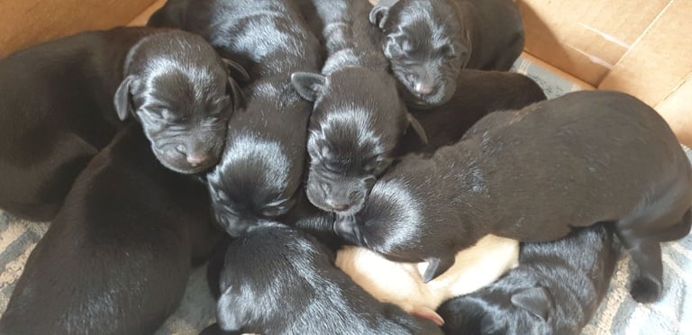 Reducrd* 11 KC reg, labrador retrievers, 10weeks old.