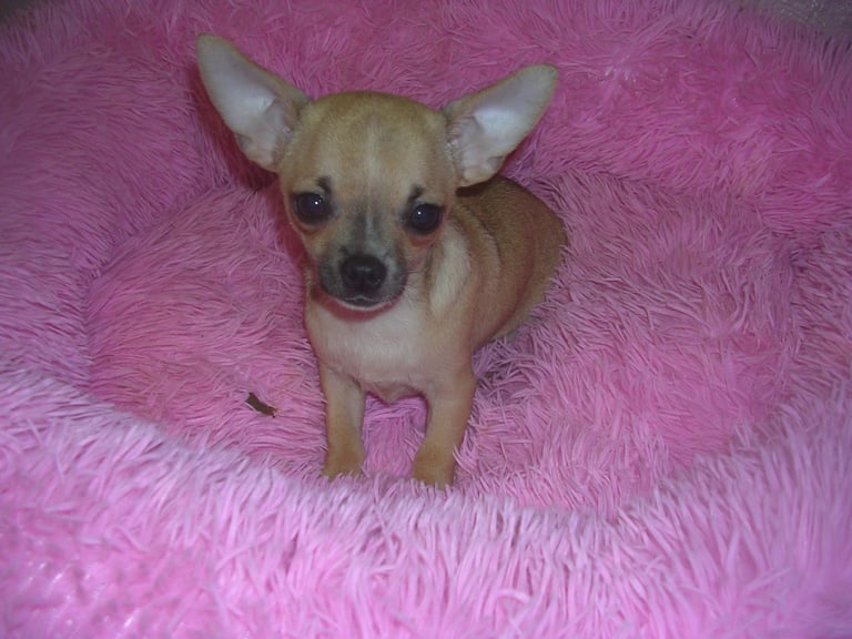 Full Breed Chihuahua puppies 2 boys available