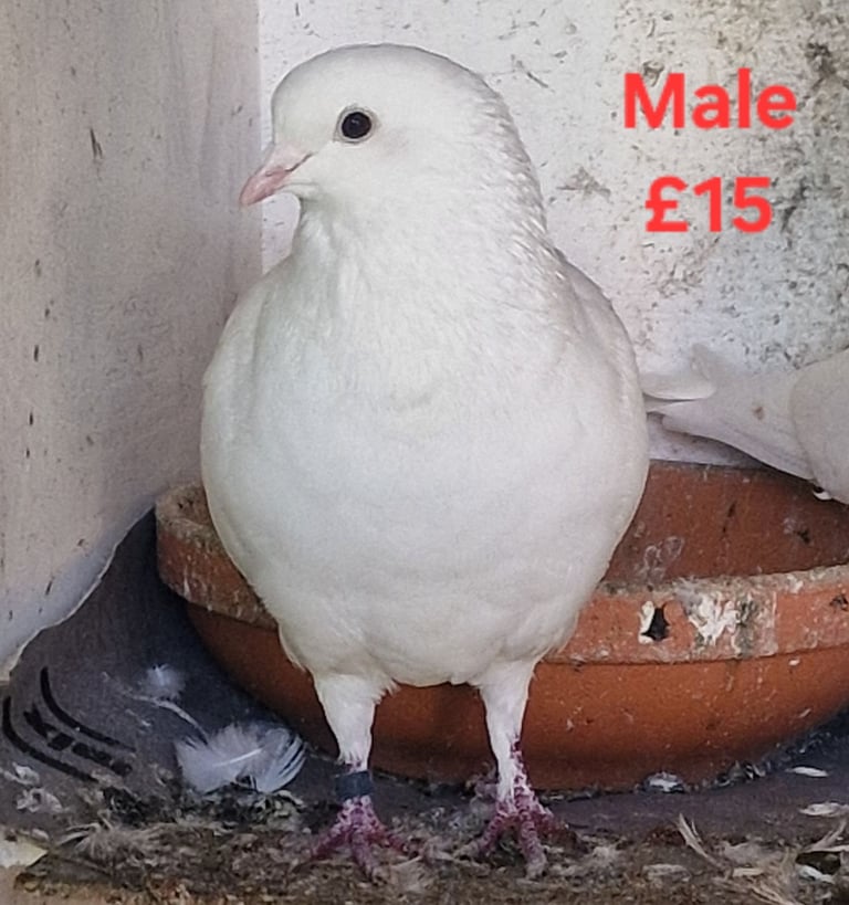 Pigeon Breeding Male